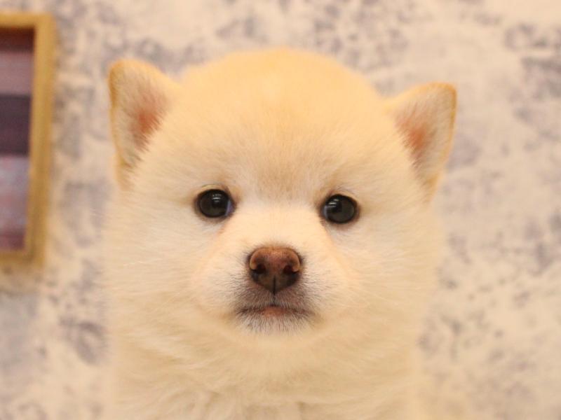 神奈川県の柴犬(標準サイズ) (ワンラブカインズ三浦店/2026年5月1日生まれ/女の子/白)の子犬の1枚目の画像