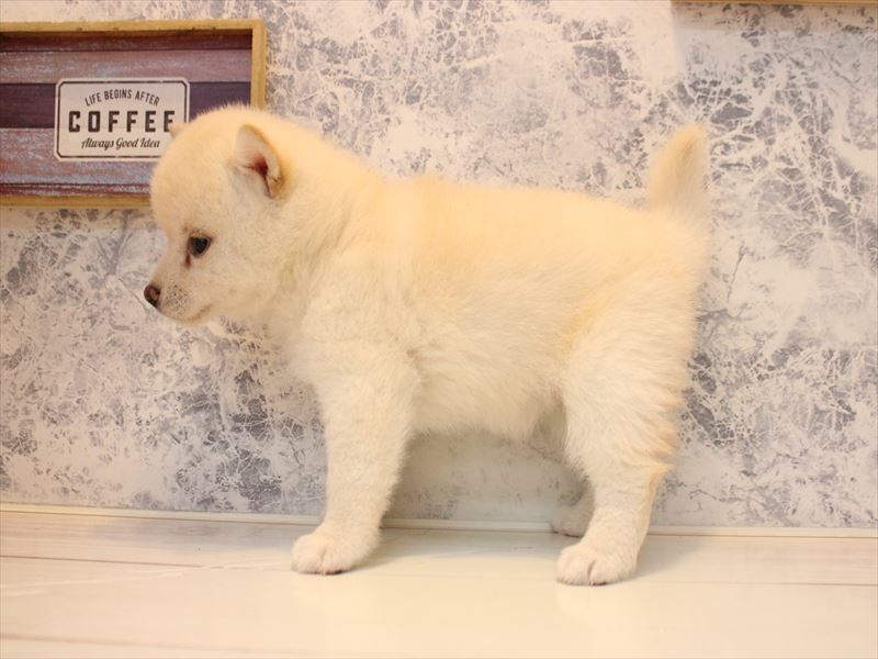 神奈川県の柴犬(標準サイズ) (ワンラブカインズ三浦店/2026年5月1日生まれ/女の子/白)の子犬の3枚目の画像