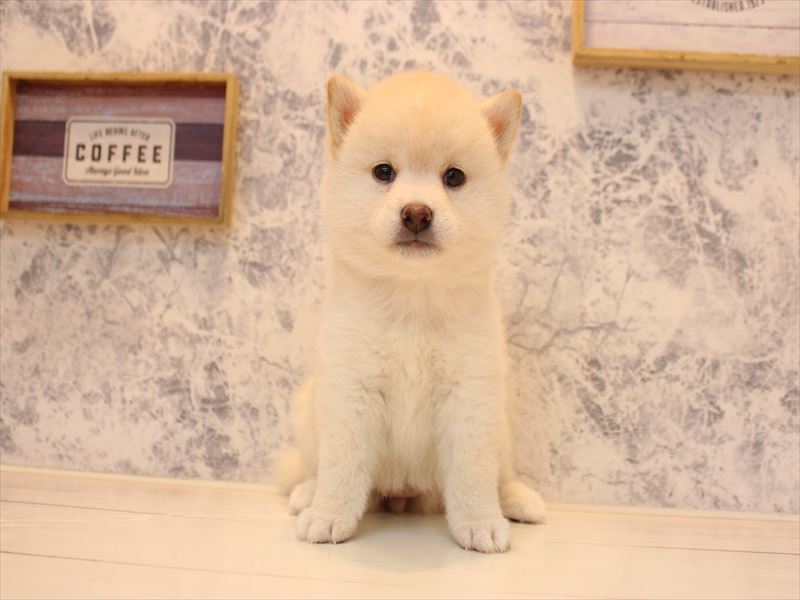 神奈川県の柴犬(標準サイズ) (ワンラブカインズ三浦店/2026年5月1日生まれ/女の子/白)の子犬の2枚目の画像