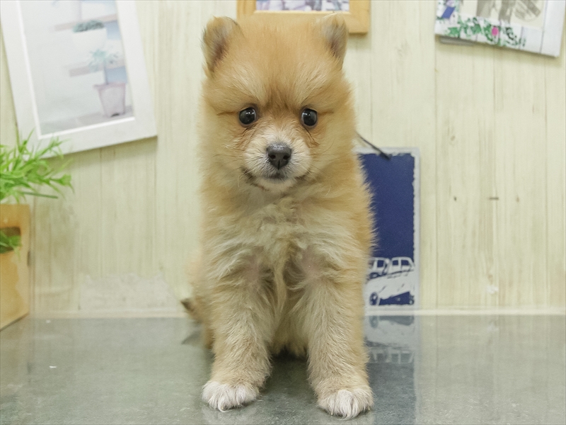 愛知県のポメラニアン (ワンラブ名古屋守山インター総本店/2026年5月2日生まれ/女の子/オレンジ)の子犬の3枚目の画像