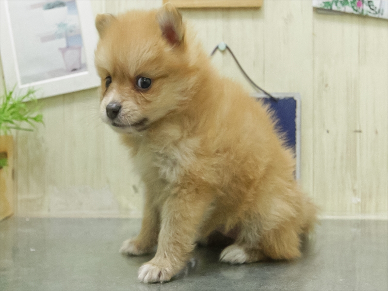 愛知県のポメラニアン (ワンラブ名古屋守山インター総本店/2026年5月2日生まれ/女の子/オレンジ)の子犬の2枚目の画像