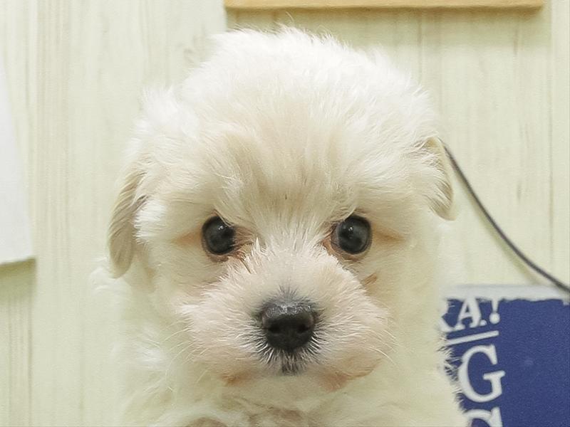 愛知県のマルプー(マルチーズ×プードル) (ワンラブ名古屋守山インター総本店/2026年5月1日生まれ/男の子/クリームホワイト)の子犬の1枚目の画像
