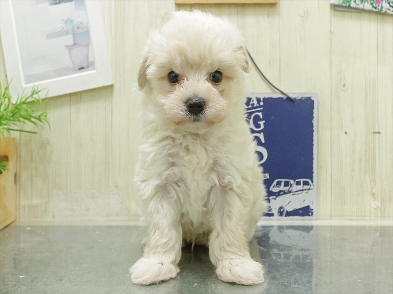 愛知県のマルプー(マルチーズ×プードル) (ワンラブ名古屋守山インター総本店/2026年5月1日生まれ/男の子/クリームホワイト)の子犬の3枚目の画像