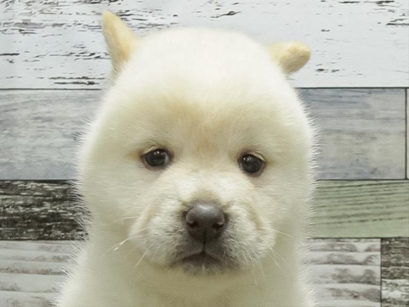 愛知県のハーフ犬・ミックス犬 (ワンラブ名古屋守山インター総本店/2026年4月30日生まれ/女の子/クリーム)の子犬の1枚目の画像