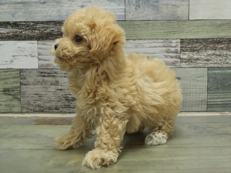 愛知県のマルプー(マルチーズ×プードル) (ワンラブ名古屋守山インター総本店/2026年5月2日生まれ/女の子/アプリコット)の子犬の2枚目の画像