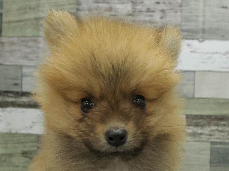 福岡県のポメラニアン (ワンラブ福岡総本店/2026年5月3日生まれ/男の子/オレンジ)の子犬
