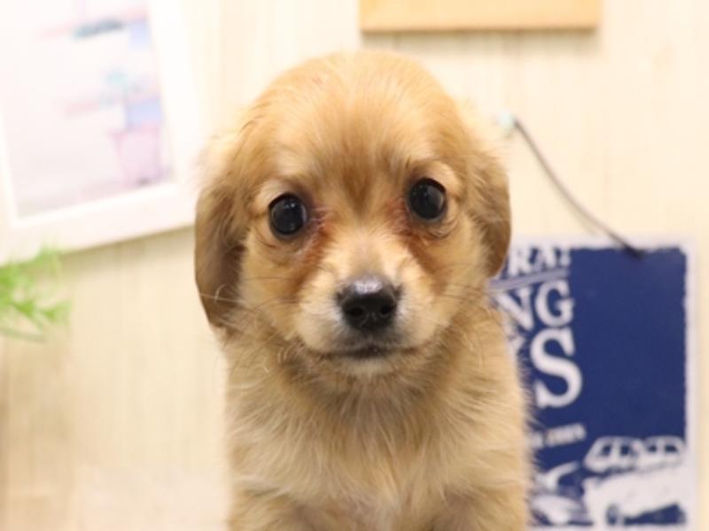 愛知県のチワックス(チワワ×ダックス) (ワンラブ名古屋守山インター総本店/2026年5月3日生まれ/女の子/レッド)の子犬の1枚目の画像