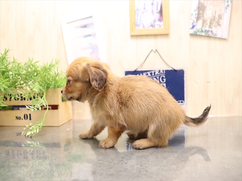 愛知県のチワックス(チワワ×ダックス) (ワンラブ名古屋守山インター総本店/2026年5月3日生まれ/女の子/レッド)の子犬の3枚目の画像