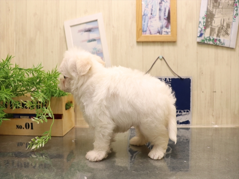 愛知県のチワマル/マルチワ(チワワ×マルチーズ) (ワンラブ名古屋守山インター総本店/2026年5月2日生まれ/男の子/ホワイト)の子犬の3枚目の画像