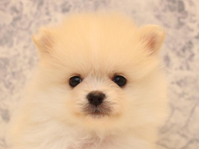 埼玉県のポメラニアン (ワンラブ埼玉寄居店/2026年5月2日生まれ/男の子/クリーム)の子犬の1枚目の画像