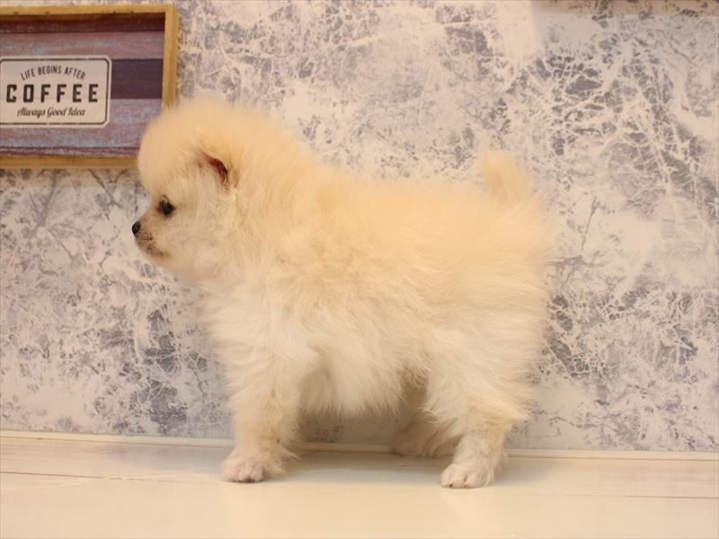 埼玉県のポメラニアン (ワンラブ埼玉寄居店/2026年5月2日生まれ/男の子/クリーム)の子犬の3枚目の画像