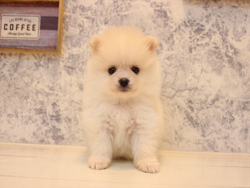 埼玉県のポメラニアン (ワンラブ埼玉寄居店/2026年5月2日生まれ/男の子/クリーム)の子犬の2枚目の画像