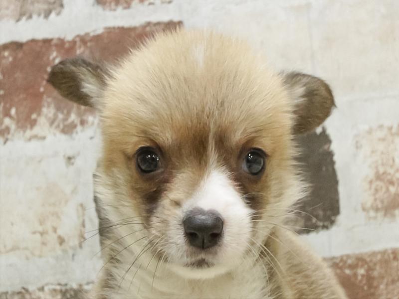 愛知県のウェルシュコーギーペンブローク (ワンラブ名古屋守山インター総本店/2026年5月5日生まれ/女の子/レッドホワイト)の子犬の1枚目の画像