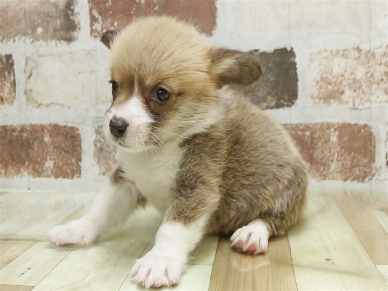 愛知県のウェルシュコーギーペンブローク (ワンラブ名古屋守山インター総本店/2026年5月5日生まれ/女の子/レッドホワイト)の子犬の2枚目の画像