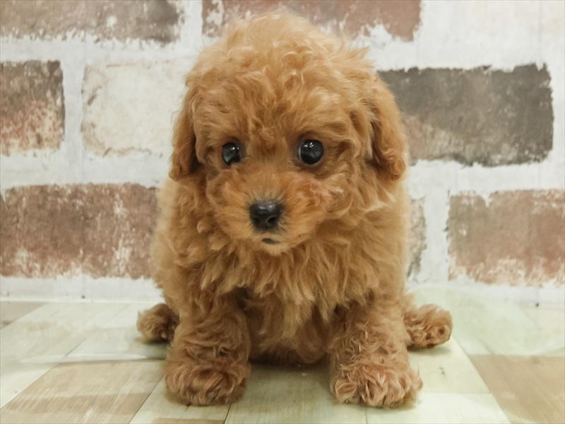愛知県のトイプードル(トイ) (ワンラブ名古屋守山インター総本店/2026年4月29日生まれ/男の子/レッド)の子犬の3枚目の画像