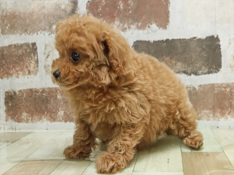 愛知県のトイプードル(トイ) (ワンラブ名古屋守山インター総本店/2026年4月29日生まれ/男の子/レッド)の子犬の2枚目の画像