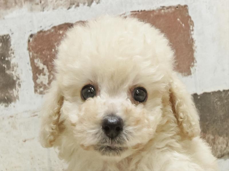 愛知県のトイプードル(トイ) (ワンラブ名古屋守山インター総本店/2026年5月4日生まれ/男の子/クリーム)の子犬の1枚目の画像