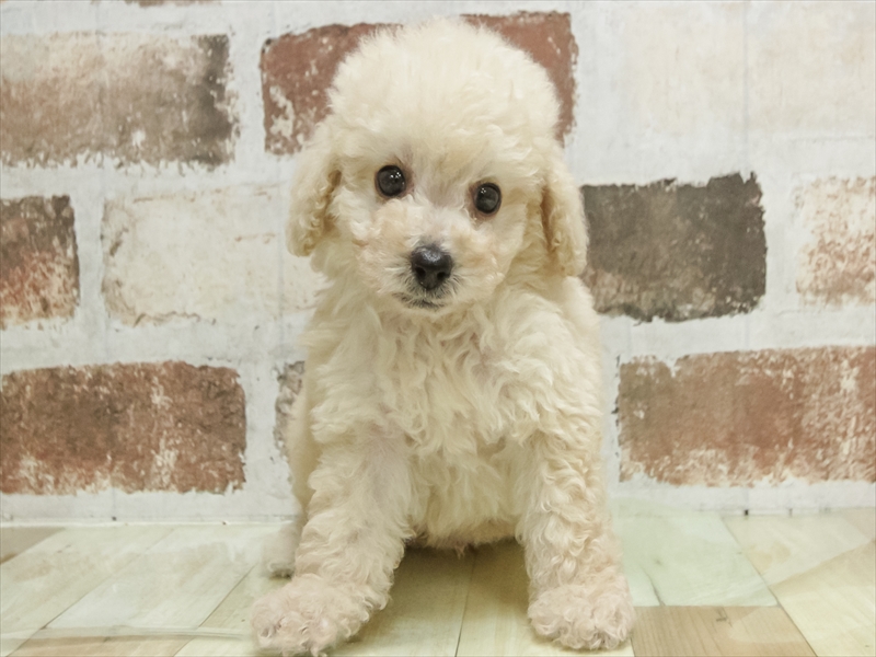 愛知県のトイプードル(トイ) (ワンラブ名古屋守山インター総本店/2026年5月4日生まれ/男の子/クリーム)の子犬の3枚目の画像