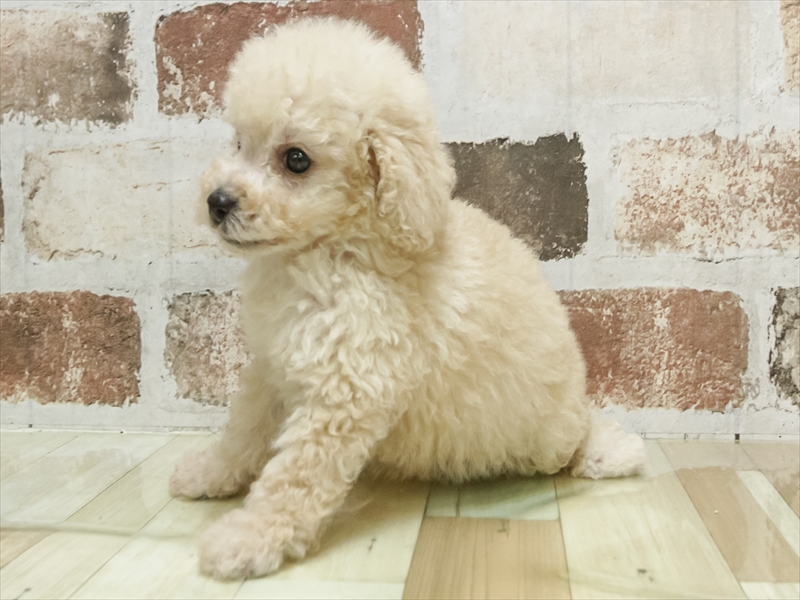 愛知県のトイプードル(トイ) (ワンラブ名古屋守山インター総本店/2026年5月4日生まれ/男の子/クリーム)の子犬の2枚目の画像