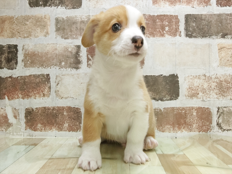 愛知県のウェルシュコーギーペンブローク (ワンラブ名古屋守山インター総本店/2026年5月5日生まれ/男の子/レッドホワイト)の子犬の3枚目の画像