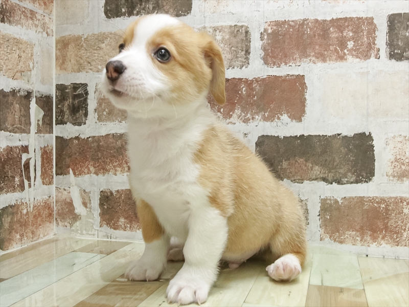 愛知県のウェルシュコーギーペンブローク (ワンラブ名古屋守山インター総本店/2026年5月5日生まれ/男の子/レッドホワイト)の子犬の2枚目の画像