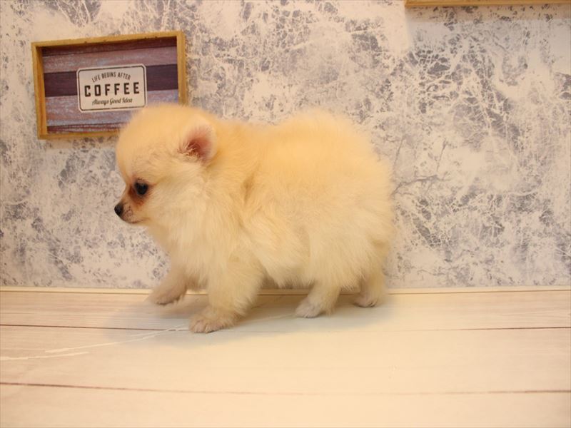 埼玉県のポメラニアン (ワンラブ埼玉寄居店/2026年5月6日生まれ/女の子/クリーム)の子犬の3枚目の画像