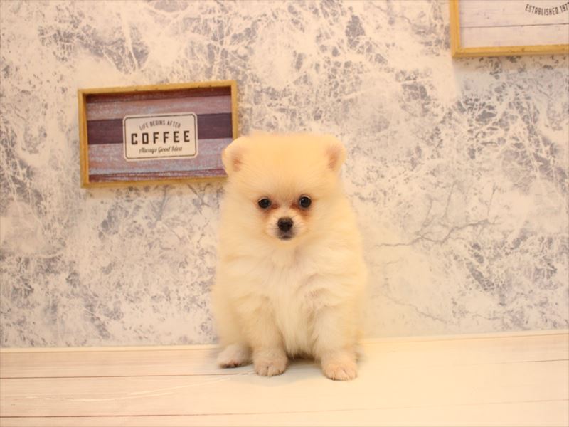 埼玉県のポメラニアン (ワンラブ埼玉寄居店/2026年5月6日生まれ/女の子/クリーム)の子犬の2枚目の画像
