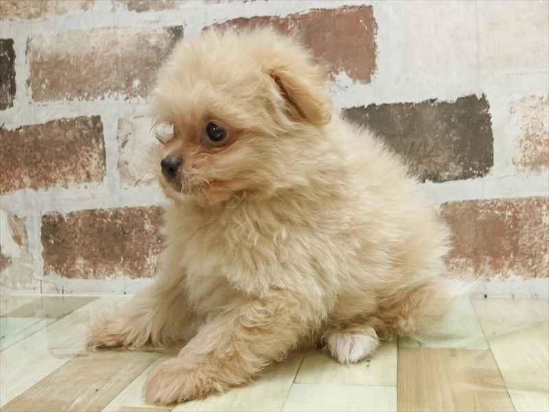 鹿児島県のポメプー(ポメラニアン×プードル) (ワンラブニシムタ N'sCITY谷山店/2026年5月17日生まれ/男の子/アプリコット)の子犬の2枚目の画像
