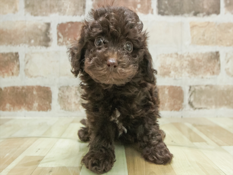愛知県のトイプードル(トイ) (ワンラブ名古屋守山インター総本店/2026年5月16日生まれ/男の子/ブラウン)の子犬の3枚目の画像