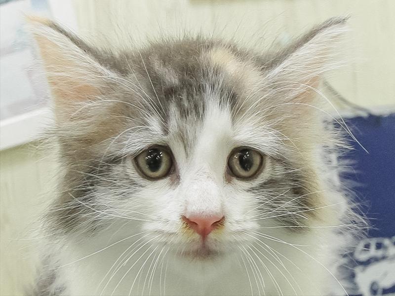 愛知県のノルウェージャンフォレストキャット (ワンラブ名古屋守山インター総本店/2026年5月22日生まれ/女の子/ブルーパッチドマッカレルタビーホワイト)の子猫の1枚目の画像
