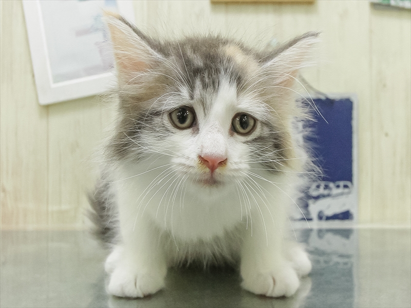愛知県のノルウェージャンフォレストキャット (ワンラブ名古屋守山インター総本店/2026年5月22日生まれ/女の子/ブルーパッチドマッカレルタビーホワイト)の子猫の3枚目の画像