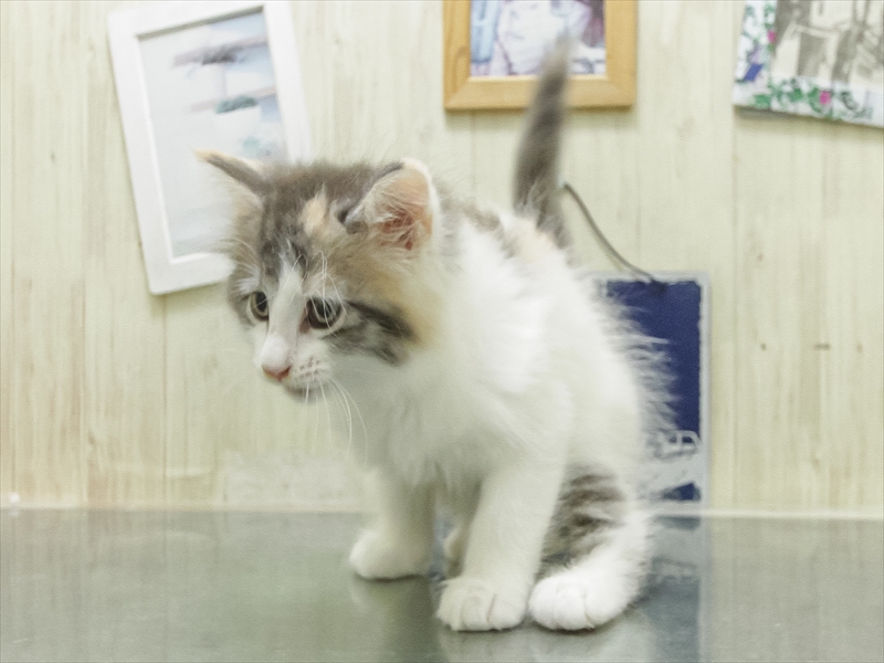 愛知県のノルウェージャンフォレストキャット (ワンラブ名古屋守山インター総本店/2026年5月22日生まれ/女の子/ブルーパッチドマッカレルタビーホワイト)の子猫の2枚目の画像