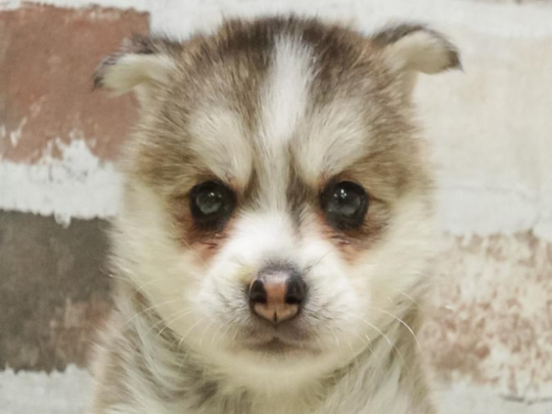 愛知県のﾎﾟﾝｽｷｰ【ﾎﾟﾝｽｷｰ×ﾎﾟﾝｽｷｰ】 (ワンラブ名古屋守山インター総本店/2026年5月26日生まれ/女の子/レッドシルバー)の子犬の1枚目の画像