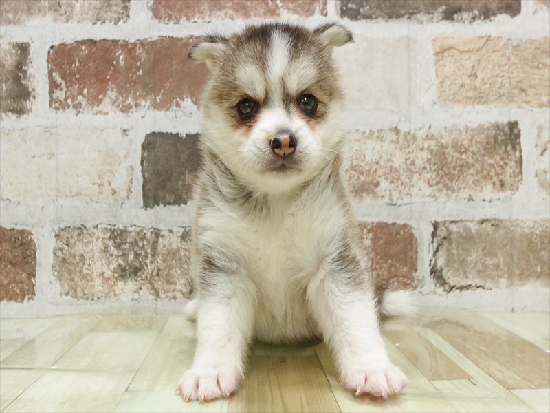 愛知県のﾎﾟﾝｽｷｰ【ﾎﾟﾝｽｷｰ×ﾎﾟﾝｽｷｰ】 (ワンラブ名古屋守山インター総本店/2026年5月26日生まれ/女の子/レッドシルバー)の子犬の3枚目の画像