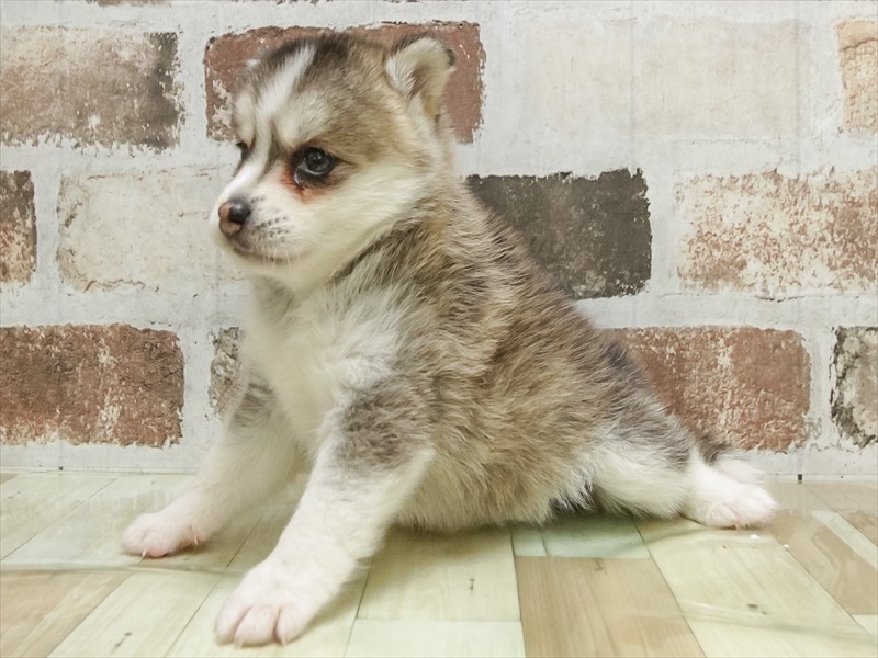 愛知県のﾎﾟﾝｽｷｰ【ﾎﾟﾝｽｷｰ×ﾎﾟﾝｽｷｰ】 (ワンラブ名古屋守山インター総本店/2026年5月26日生まれ/女の子/レッドシルバー)の子犬の2枚目の画像