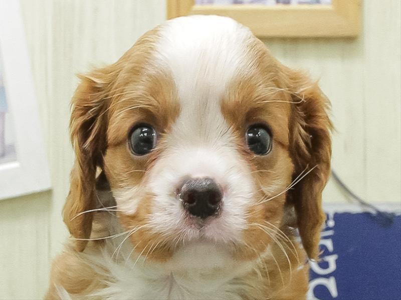 愛知県のキャバリアキングチャールズスパニエル (ワンラブカインズ小牧店(FC)/2026年5月31日生まれ/男の子/ブレンハイム)の子犬の1枚目の画像