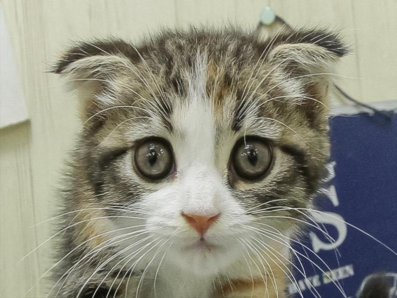 滋賀県のスコティッシュフォールド (ワンラブカインズ甲賀店/2026年6月5日生まれ/女の子/ブラウンパッチドタビーホワイト)の子猫の1枚目の画像