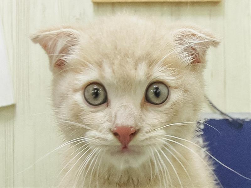 愛知県のスコティッシュフォールド (ワンラブ名古屋守山インター総本店/2026年6月13日生まれ/男の子/クリームマッカレルタビー)の子猫の1枚目の画像