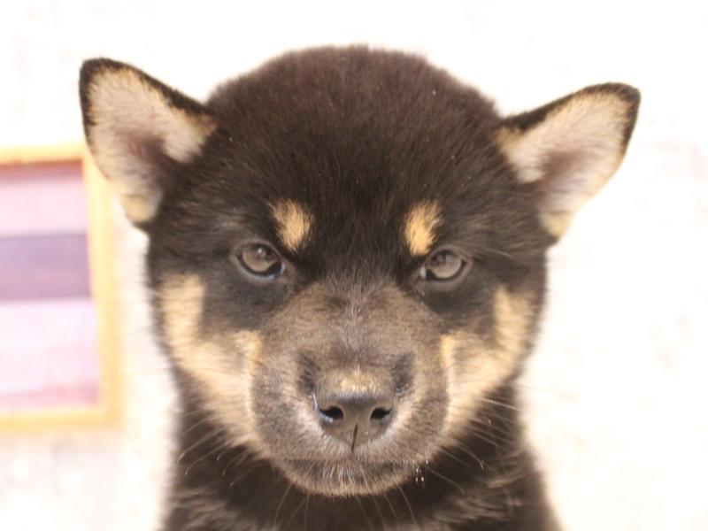 埼玉県の柴犬(標準サイズ) (ワンラブ埼玉寄居店/2026年6月25日生まれ/女の子/黒)の子犬の1枚目の画像