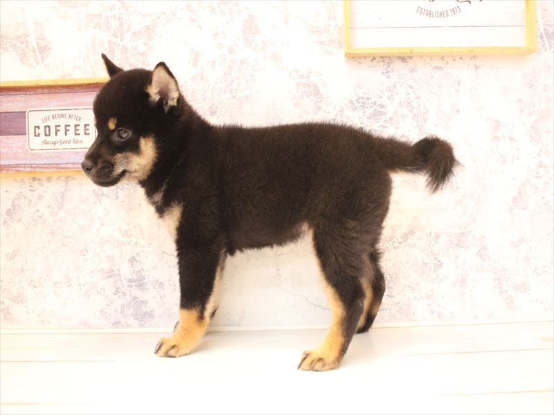 埼玉県の柴犬(標準サイズ) (ワンラブ埼玉寄居店/2026年6月25日生まれ/女の子/黒)の子犬の3枚目の画像