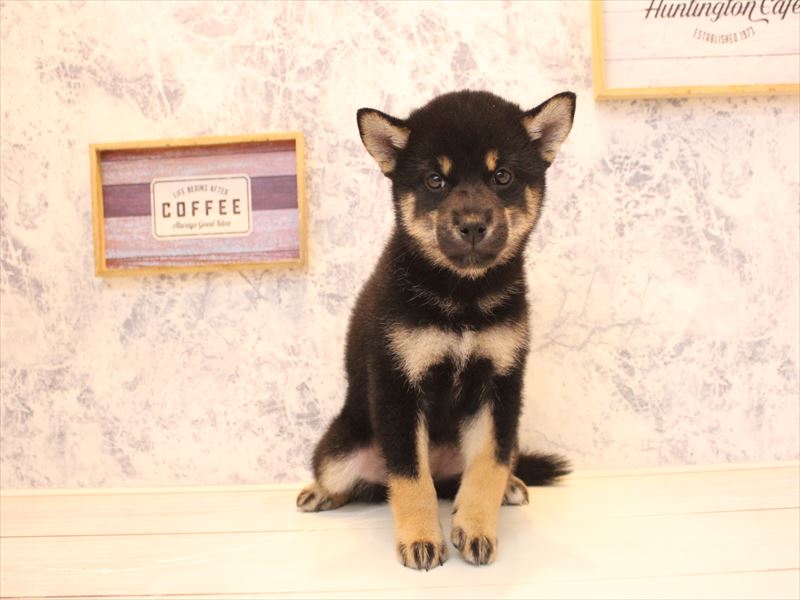 埼玉県の柴犬(標準サイズ) (ワンラブ埼玉寄居店/2026年6月25日生まれ/女の子/黒)の子犬の2枚目の画像