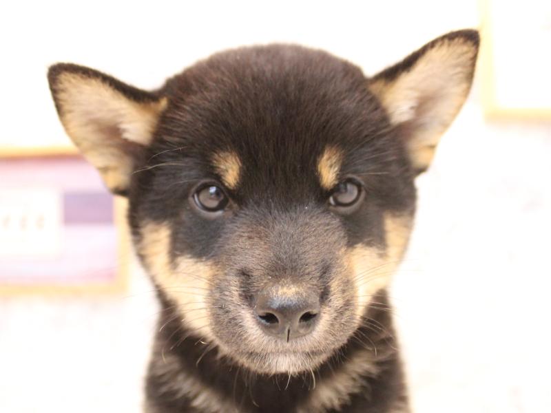 埼玉県の柴犬(標準サイズ) (ワンラブ埼玉寄居店/2026年6月25日生まれ/男の子/黒)の子犬の1枚目の画像
