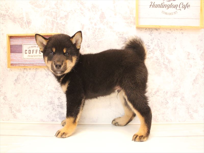 埼玉県の柴犬(標準サイズ) (ワンラブ埼玉寄居店/2026年6月25日生まれ/男の子/黒)の子犬の3枚目の画像