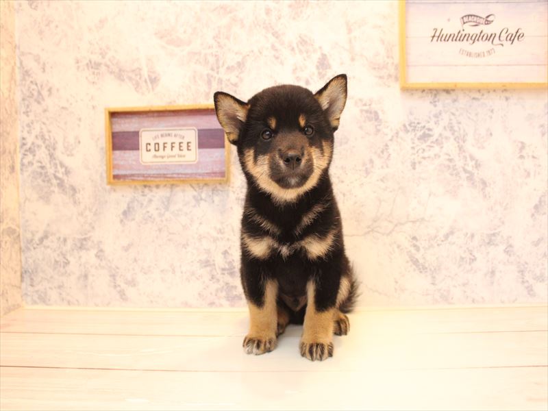埼玉県の柴犬(標準サイズ) (ワンラブ埼玉寄居店/2026年6月25日生まれ/男の子/黒)の子犬の2枚目の画像