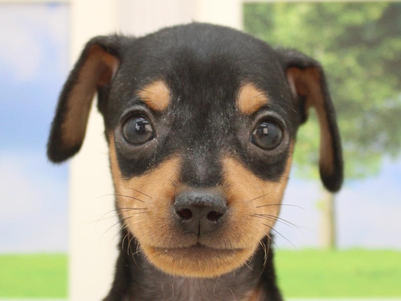 ミニピンLOVE✩.*˚ ミニチュアピンシャー【ミニピン】 ブラックタン 男の子 子犬販売