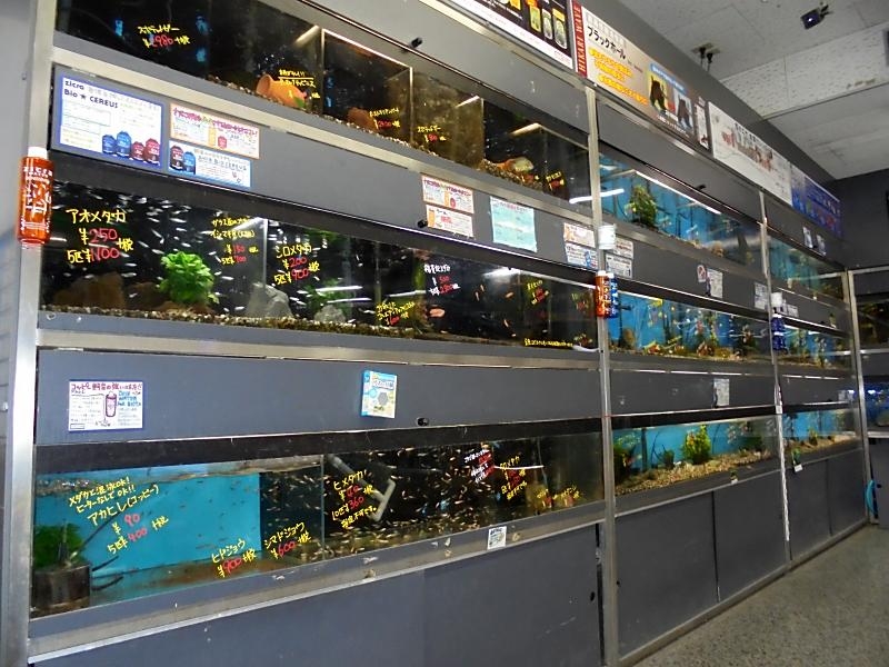 ニシムタ与次郎店 ペットショップ ワンラブ