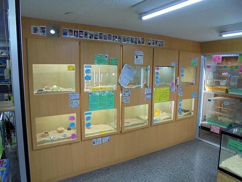 ニシムタ与次郎店 ペットショップ ワンラブ