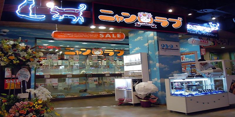 ワンラブニャンラブ名古屋本店（猫専門店）の写真