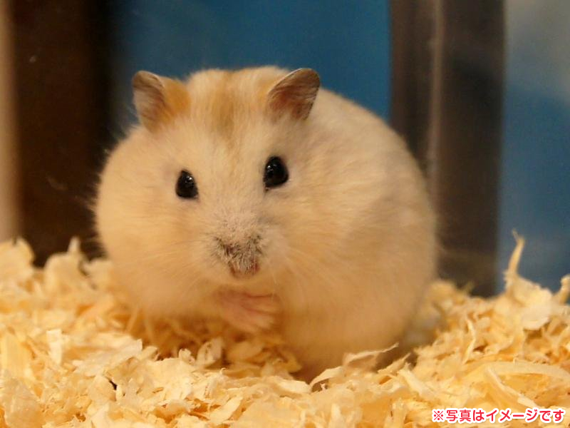 ジャンガリアンハムスター イエロー 女の子 小動物販売・詳細