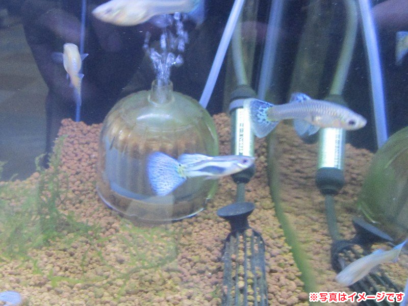 国産グッピー ブルーグラス アクア販売 詳細 ペットショップ ワンラブ